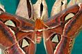 attacus atlas